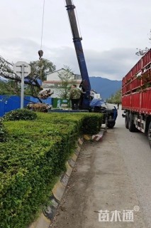 10公分山桃