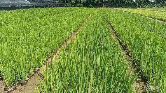 高度35厘米水生鸢尾