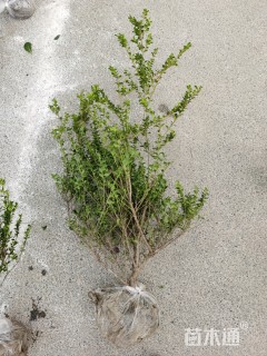 高度70厘米龟甲冬青