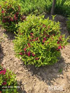 高度100厘米红王子锦带球