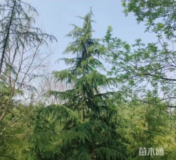 高度600厘米雪松