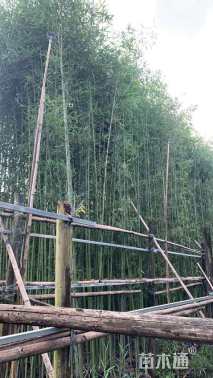 容器苗刚竹