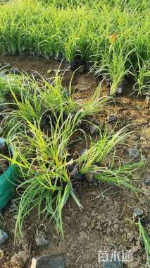 高度30厘米萱草