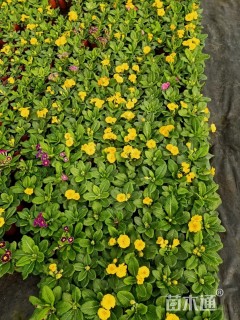 高度15厘米报春花