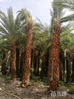 裸干高300厘米银海枣