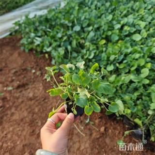 高度16厘米二月兰