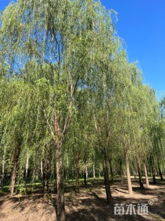 20公分青皮垂柳
