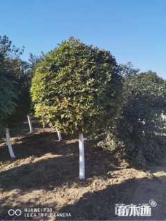 高度180厘米五角枫球