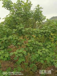 高度300厘米木芙蓉