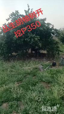 高度350厘米丛生胡柚