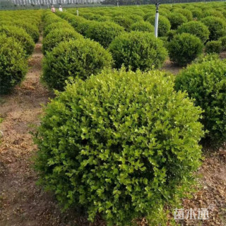 冠幅80厘米小叶黄杨球