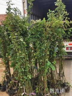 80厘米藤本月季