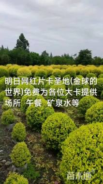 128公分红叶桃