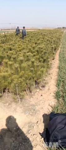 高度80厘米油松