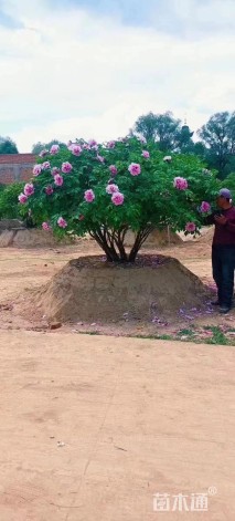 高度200厘米紫斑牡丹