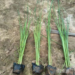 高度45厘米菖蒲