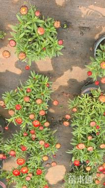 高度30厘米蜡菊