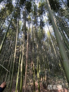地栽苗刚竹