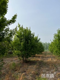 高度400厘米丛生美国红枫