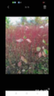 高度100厘米红瑞木