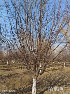 18公分绚丽海棠