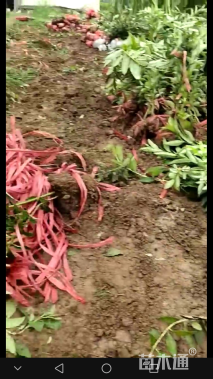 高度50厘米连翘小苗