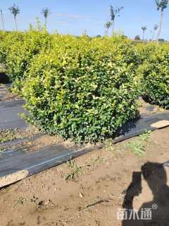 冠幅1200厘米金叶女贞球