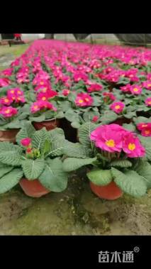 高度15厘米报春花