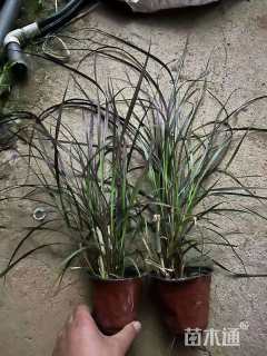 高度30厘米紫叶狼尾草