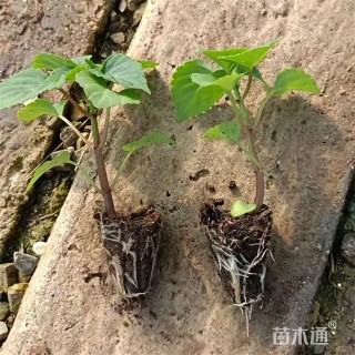 高度8厘米一串红