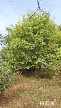 10公分朴树