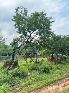 18公分红果冬青