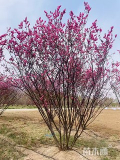 高度300厘米丛生红