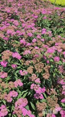 高度40厘米金山绣线菊