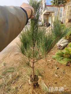 高度150厘米黑松