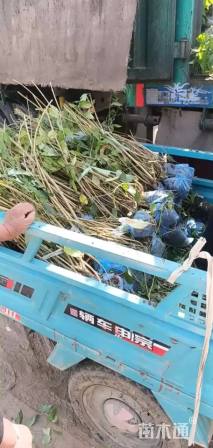 高度60厘米连翘