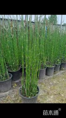 高度60厘米木贼