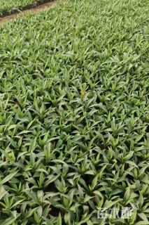 高度20厘米翠菊