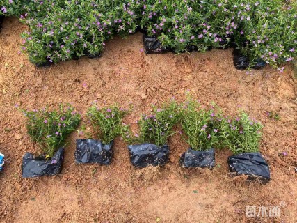 高度20厘米满天星