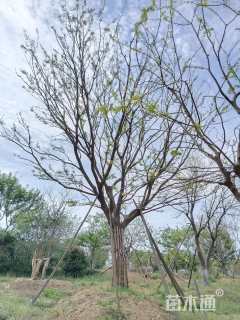 30公分朴树