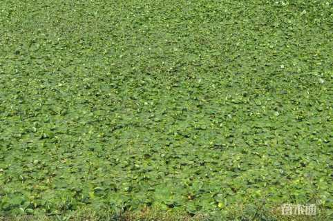 高度20厘米荇菜