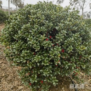 冠幅120厘米无刺枸骨球