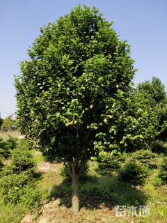 高度150厘米茶花-红露珍