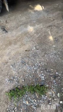 高度30厘米金莎蔓