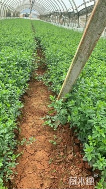 高度25厘米迎春花