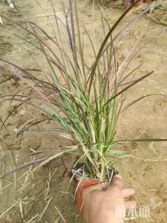 高度40厘米火焰狼尾草