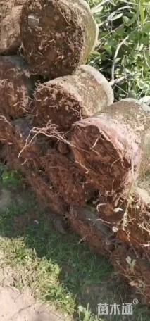 3公分红叶石楠