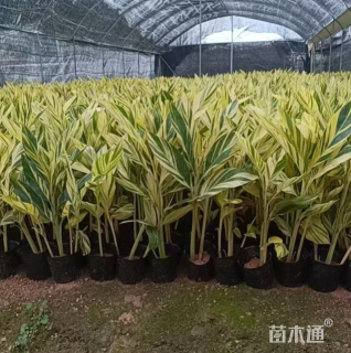 高度30厘米花叶良姜