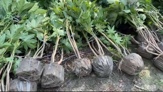 高度100厘米八角金盘