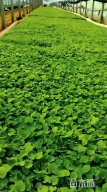 高度10厘米二月兰